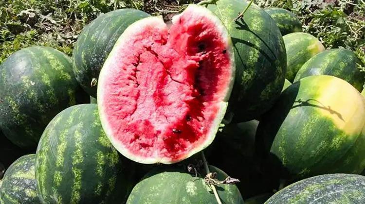 GEÇ EKİM BAŞLADI AMA ERKEN HASAT YAPILDI