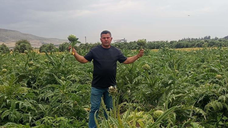 TEMİZLENMİŞ ENGİNAR 40 LİRA