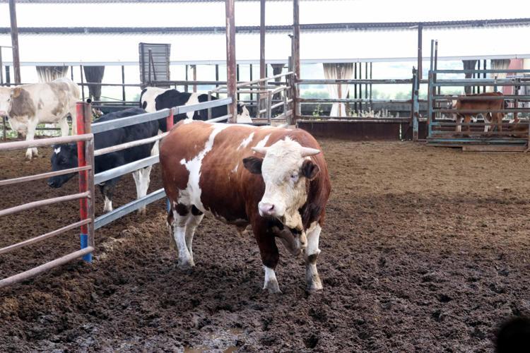 ‘GÜNLÜK 20 KİLOGRAM YEM TÜKETİYOR