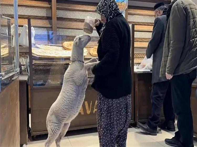 ‘TEYZEMİZ KUZUSUNA KAVUŞTU’