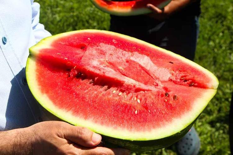 ‘KARPUZLAR ZAMANINDA HASAT EDİLMELİ’