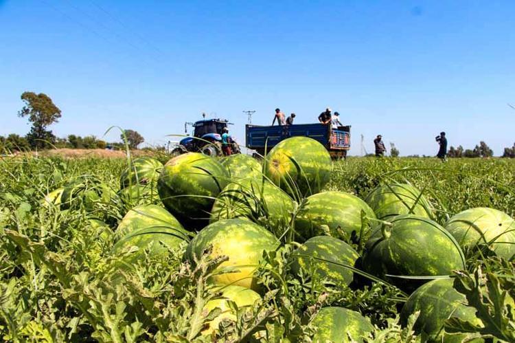 ‘DİLİM KARPUZ SATIŞLARI ARTTI’