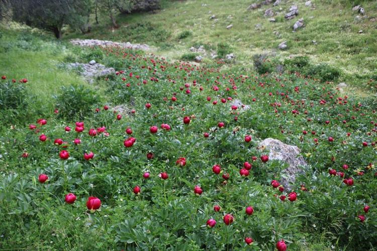 FOTOKAPANLAR İLE TAKİP EDİLİYOR