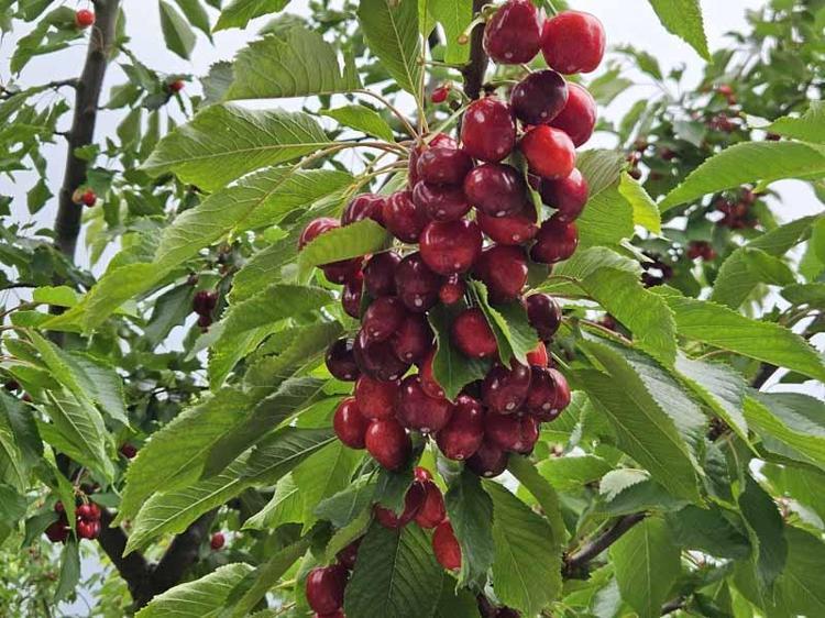 ÜRETİM ALANLARI KÜÇÜK ÖLÇEKLİ