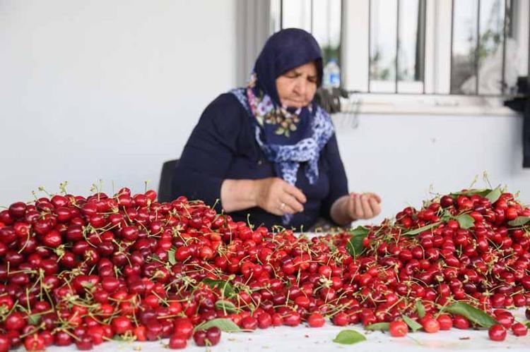 TÜRKİYENİN SON 10 YILLIK KİRAZ İHRACATI