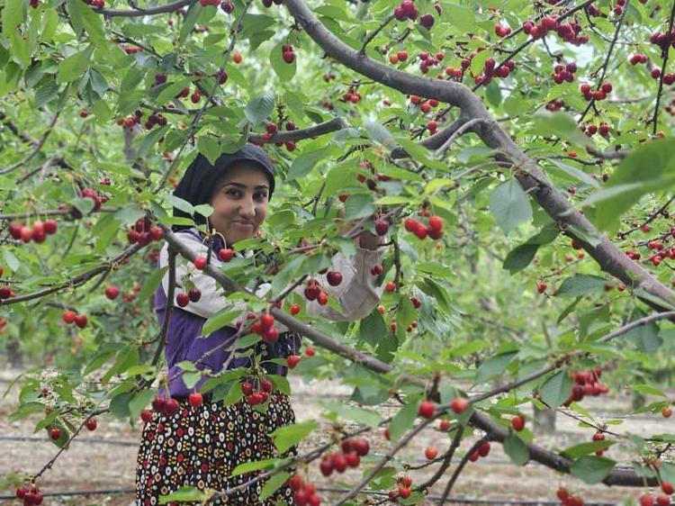 ÇİN FIRSATI, YILDA 500 BİN TON İTHALAT