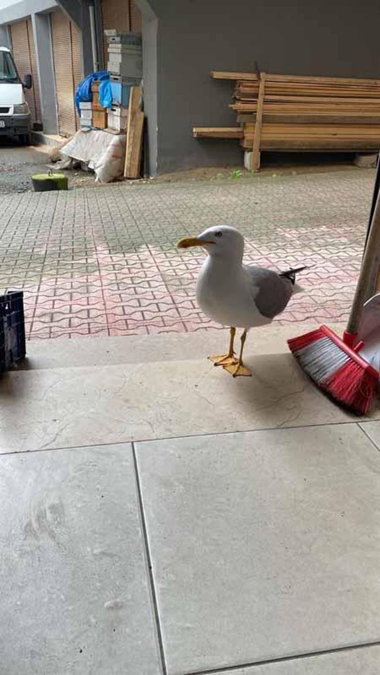 ACIKTIĞI ZAMAN HEMEN GELİYOR