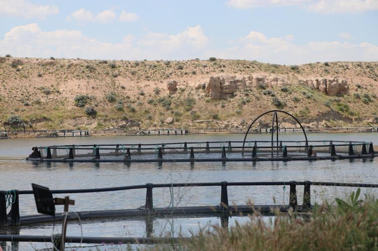 KAYSERİDE BALIK İHRACAATININ OLMASI İNSANLARA GARİP GELİYOR