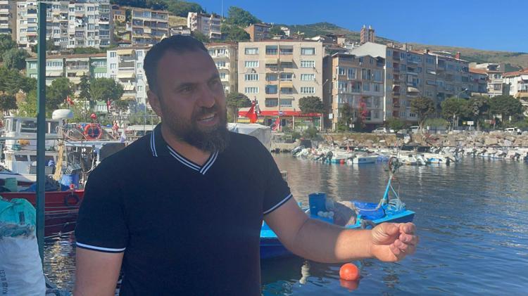 MİDYELERİN ÜREME DÖNEMİNDE DENİZ TURUNCUYA DÖNER