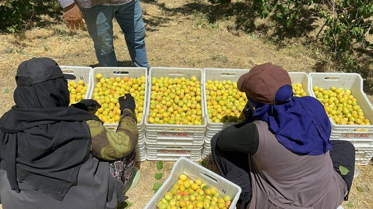 BÜYÜK BÖLÜMÜ AVRUPAYA GÖNDERİLİYOR