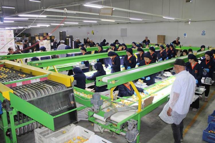 YENİ MAHSUL İLE UMUTLARIMIZ YEŞERDİ