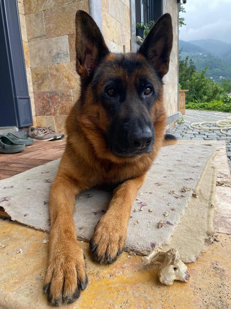 ‘KÖPEĞİMİZİ ALAN LÜTFEN GERİ GETİRSİN’