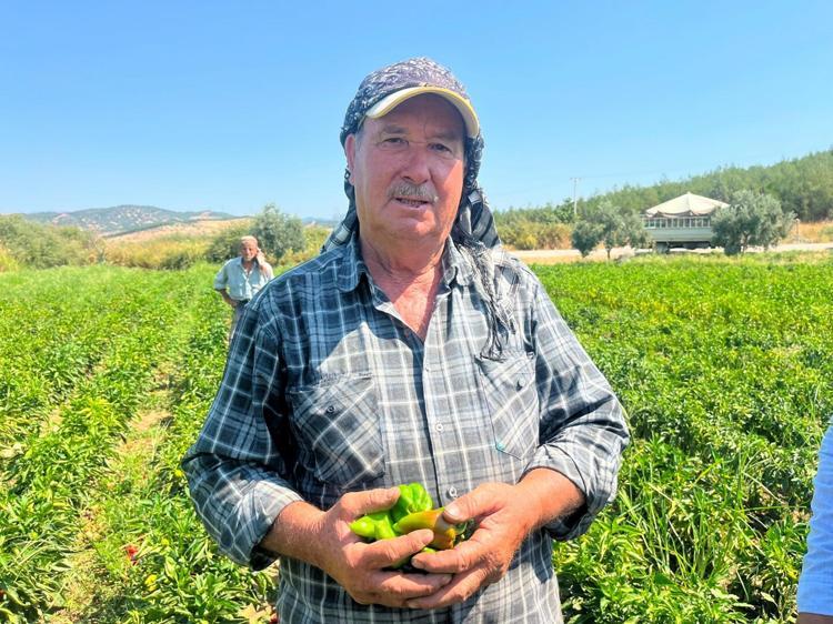 ERKEN SAATLERDE BİBERLERİ TOPLUYORUZ