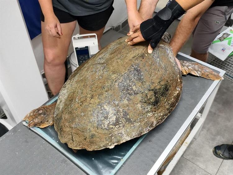 DOĞUŞTAN ENGELLİ CARETTA