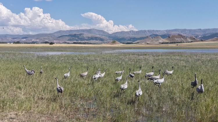 EKOSİSTEM BOZULURSA KENE VAKALARI ARTAR