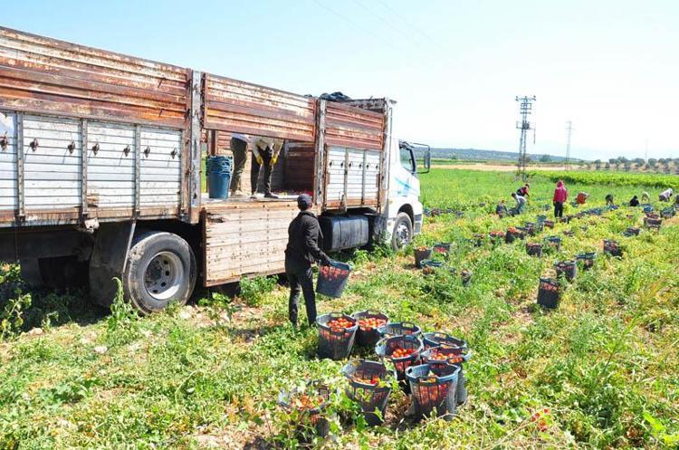 KİLOGRAM FİYATI 3,5 İLE 5 LİRA ARASINDA DEĞİŞİYOR