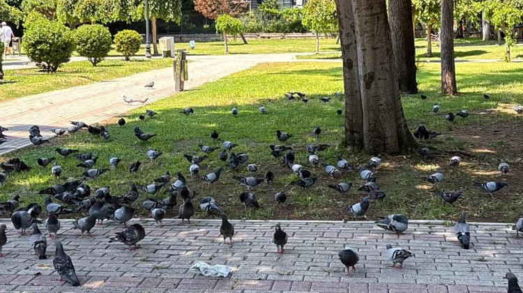 ‘SICAKLAR BİZİ ZOR DURUMDA BIRAKIYOR’