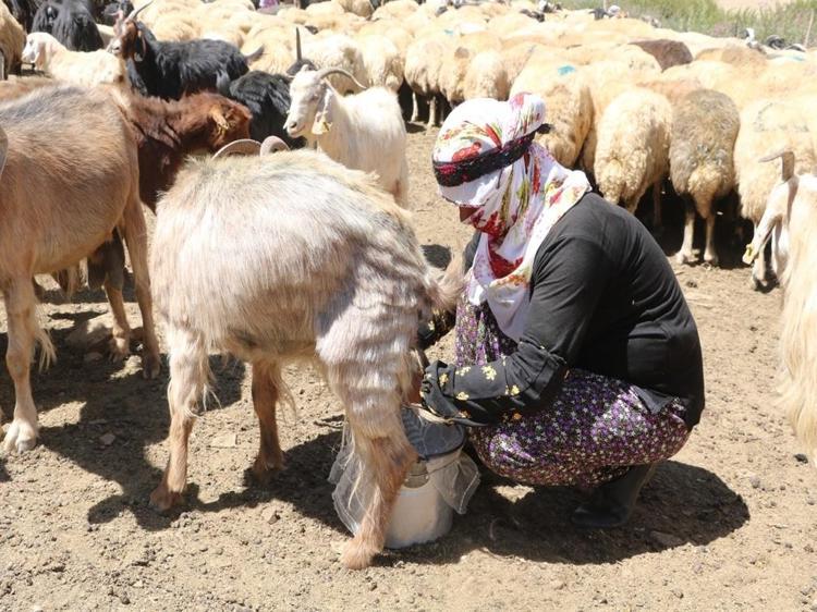 ‘YAYLA KÜLTÜRÜNÜ YAŞATIYORUZ’