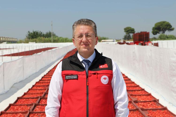 İZMİRDE DOMATESİN YÜZDE 38’İ TORBALI’DA ÜRETİLİYOR