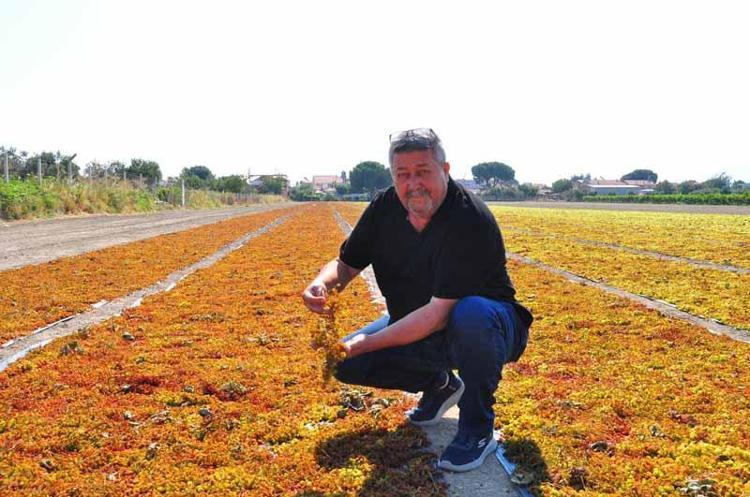ÜZÜM HASAT SEZONUNA BAŞLAMIŞ BULUNUYORUZ