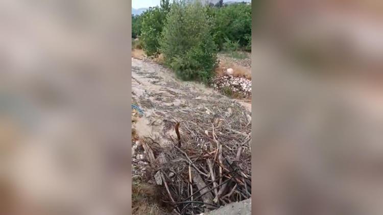 KAYISI AĞAÇLARI ZARAR GÖRDÜ