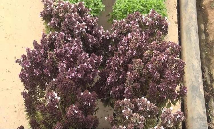 KIRMIZI FESLEĞENİ SATIŞA SUNACAĞIZ