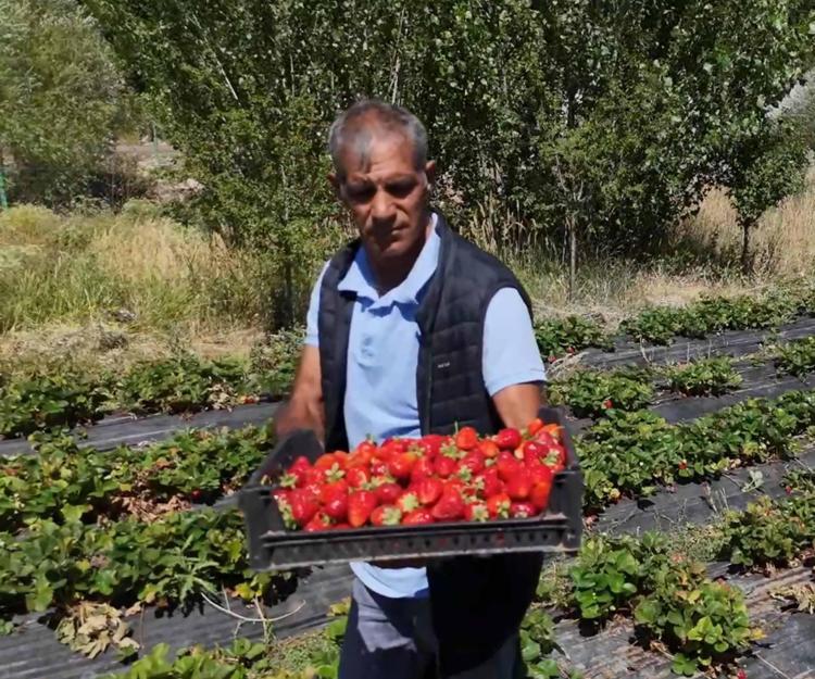 BAKIMI ÇOK ZOR AMA PARASI DA ÇOK İYİ