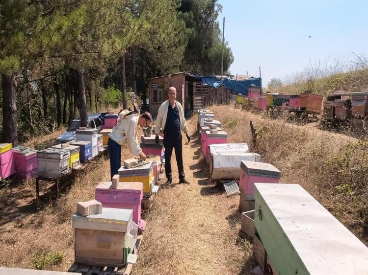 ARILAR OĞUL VERİNCE HASAT AZALDI