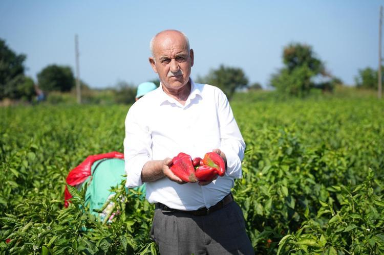 Kapya biberde çürüme, kalite ve verim kaybının da dikkat çekici seviyeye ulaştığını ifade eden Tosuner, bu oranın yüzde 30-35 arasında olduğunu belirterek şunları söyledi: