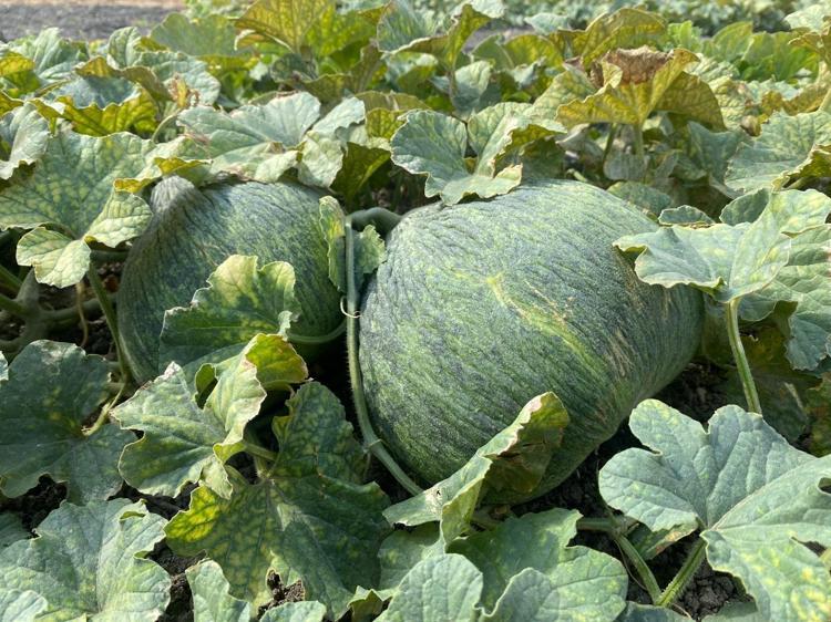 BU TOPRAKLARDA 700 YILDIR TARIM YAPILIYOR