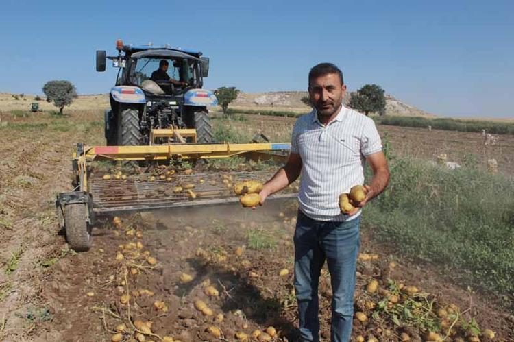 HİÇ SULAMADAN HASAT DÖNEMİNE GELDİK