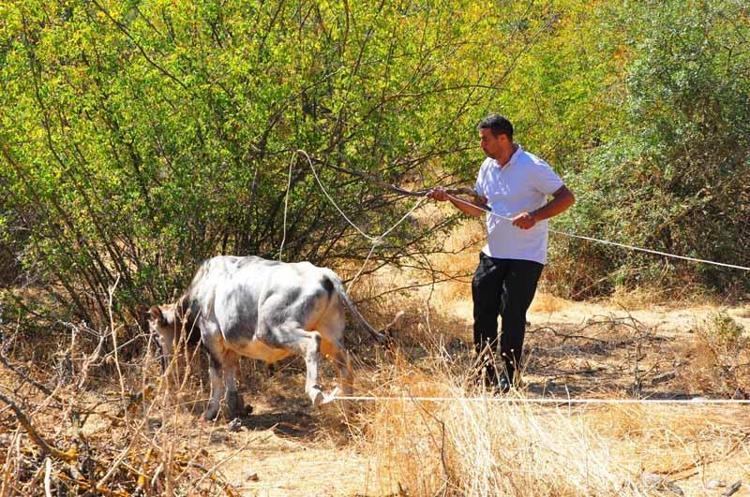 ‘FİYATLARI 100 İLE 150 BİN LİRA ARASINDA’