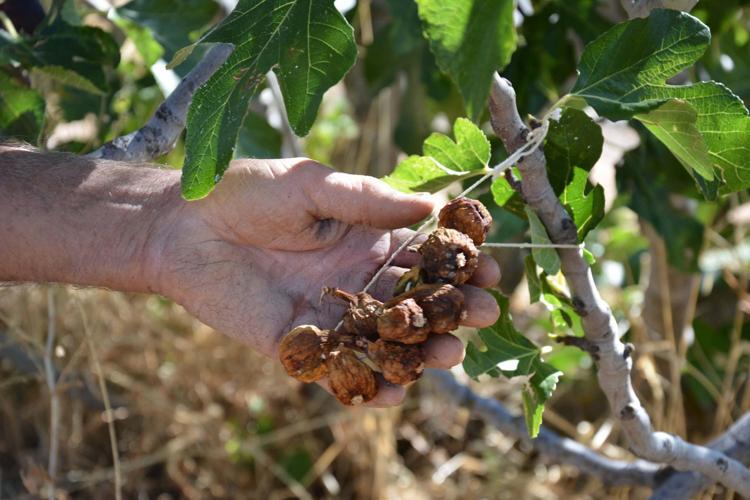 YILLIK 185 TON REKOLTE ELDE EDİLİYOR