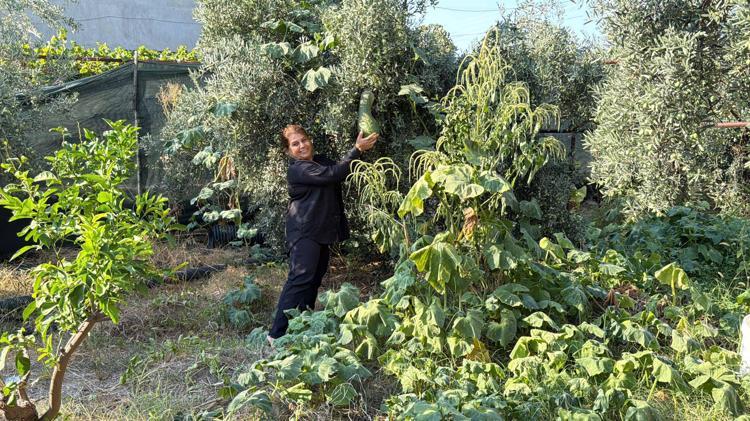 HER KÖYDEN ATALIK TOHUMLARI TOPLADIM