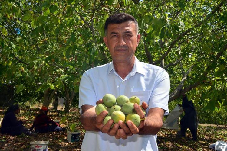 CEVİZ BU SENE ÇOK KALİTELİ