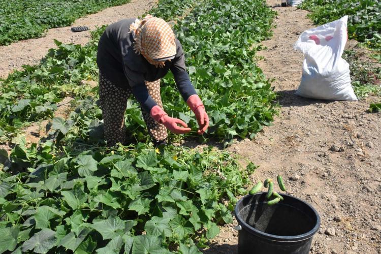 SALATALIKLAR BOYLARINA GÖRE AYRILIYOR
