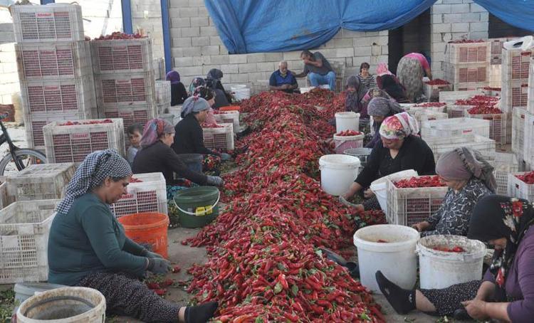 ‘İÇ PİYASANIN YANINDA AVRUPAYA İHRAÇ EDİLİYOR