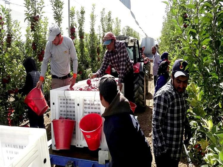 90 DÖNÜM ALANDA TOPLAM 400 TON ÜRÜN