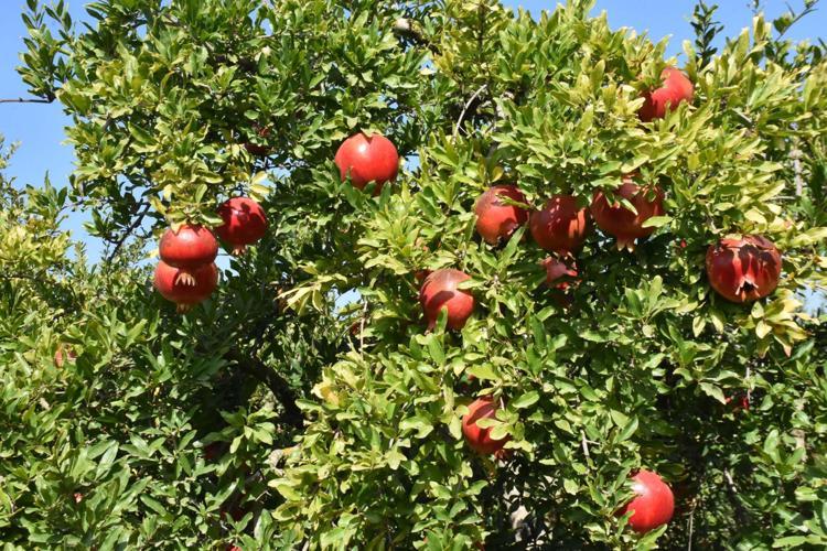 BURADAKİ KALİTE BAŞKA HİÇBİR YERDE YOK