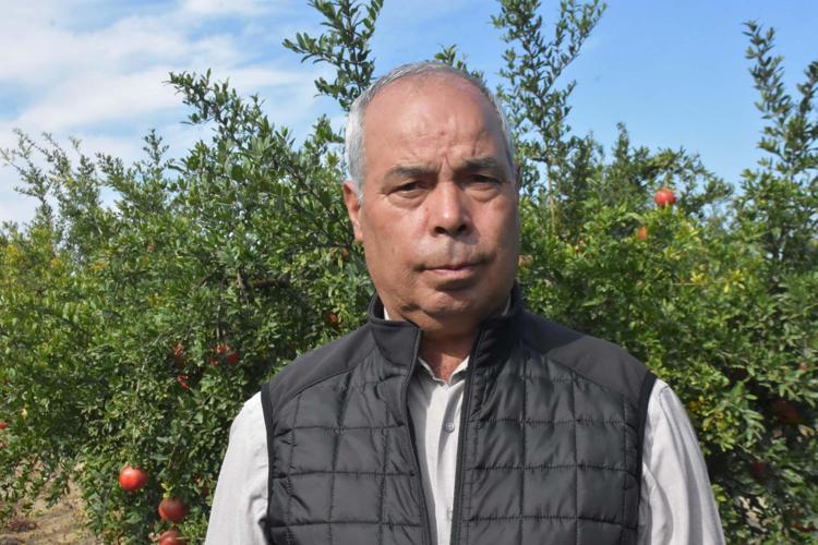 ANTALYA VE MERSİNDEN ÖNCE HASAT EDİLİYOR