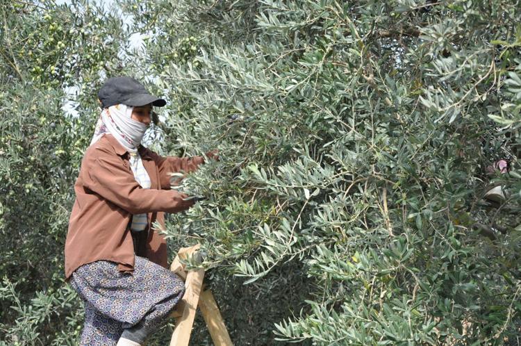 EĞİTİMİN ARDINDAN ZEYTİN HASADI YAPILDI