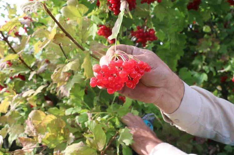 KİLOSUNUN FİYATI 70 İLE 100 LİRA ARASINDA