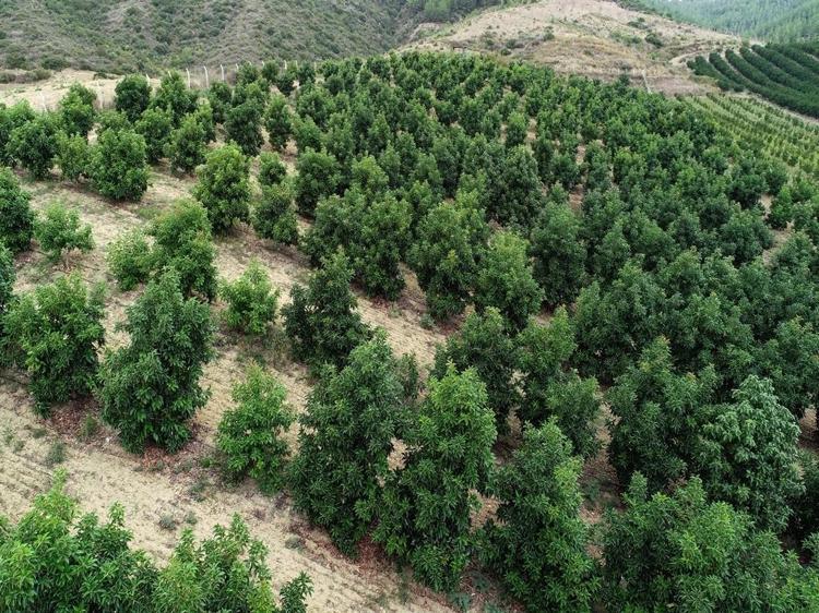 ‘YILLIK 30-40 TON AVAKADO ELDE EDİYORUM’