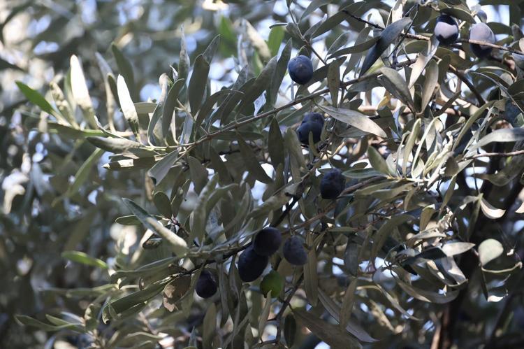 ‘ZEYTİN TOPLAMAK ARTVİN’DE CAMBAZLIK DEMEK’