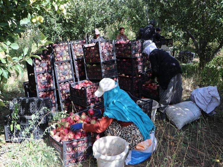 VAN ELMASININ AROMASI VE LEZZETİ FARKLI