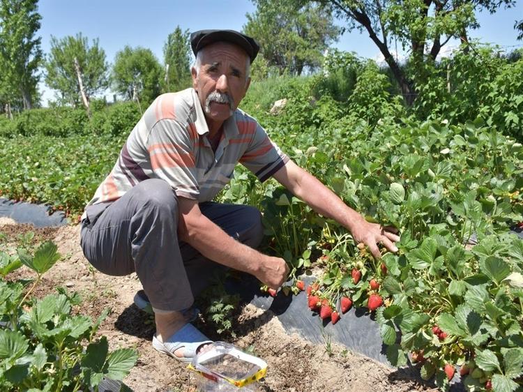 ‘KENDİ ELLERİYLE TOPLUYORLAR’