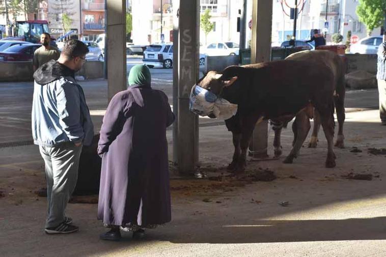 Sivasta kurban kesim noktalarında hareketlilik