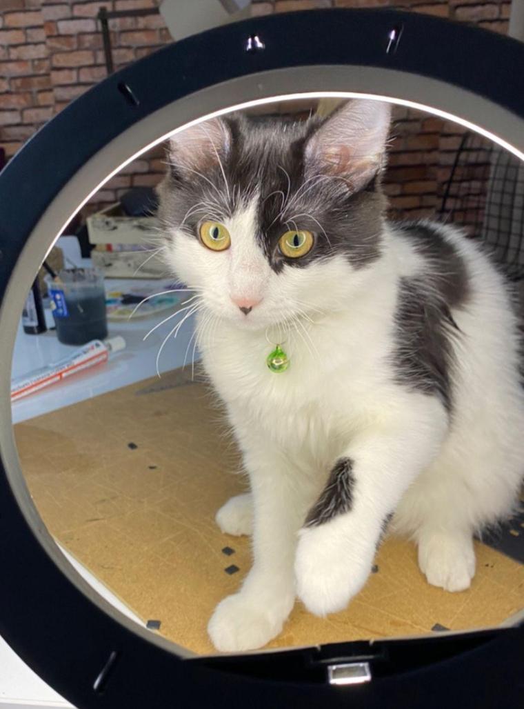 Havalimanında kaybolan kedi Aslanı, polis buldu