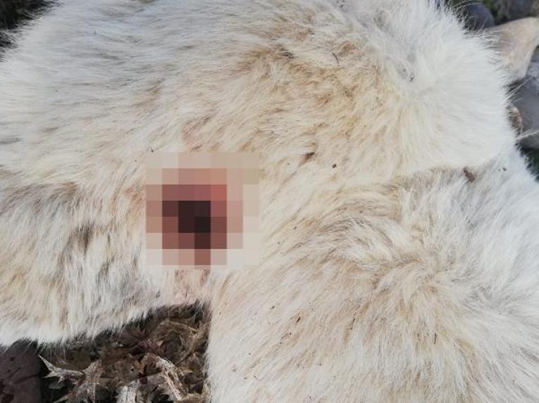 Tunceli’de bacakları kesilmiş ölü sokak köpeği bulundu