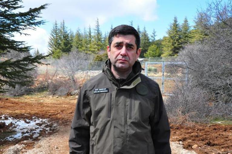 Spil Dağı Milli Parkında 9 kızıl geyik doğaya salındı